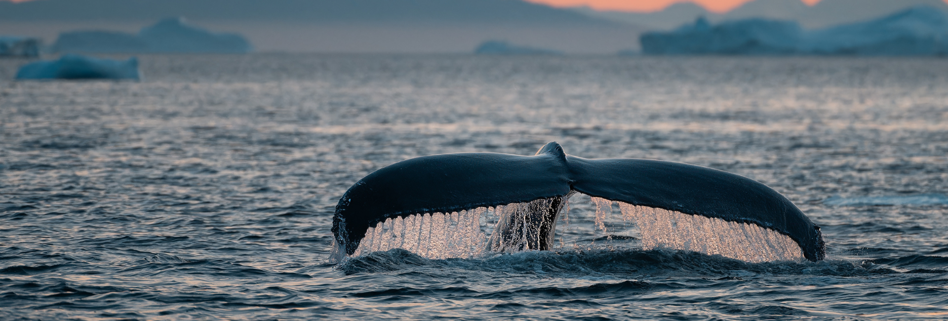 Whale Watching Tours In Cabo Mexico 