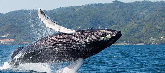 Nuevo Vallarta Whale Watching Tours