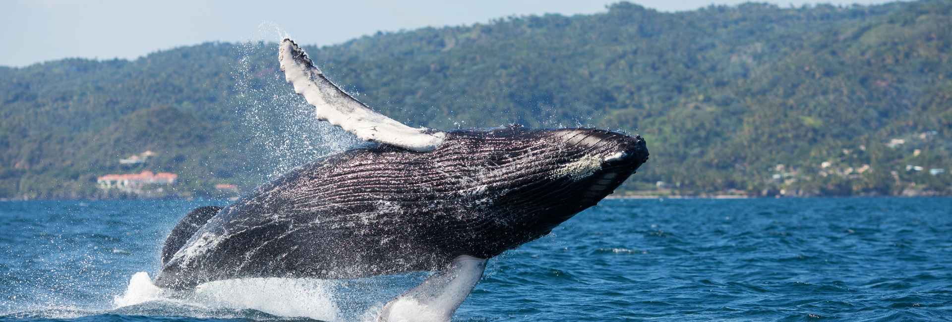 Nuevo Vallarta Whale Watching Tours