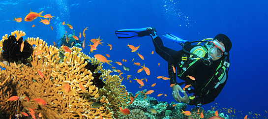 Snorkeling Tours In Cabo Mexico