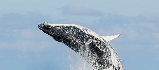Whale Watching In Cabo San Lucas Mexico Tours 