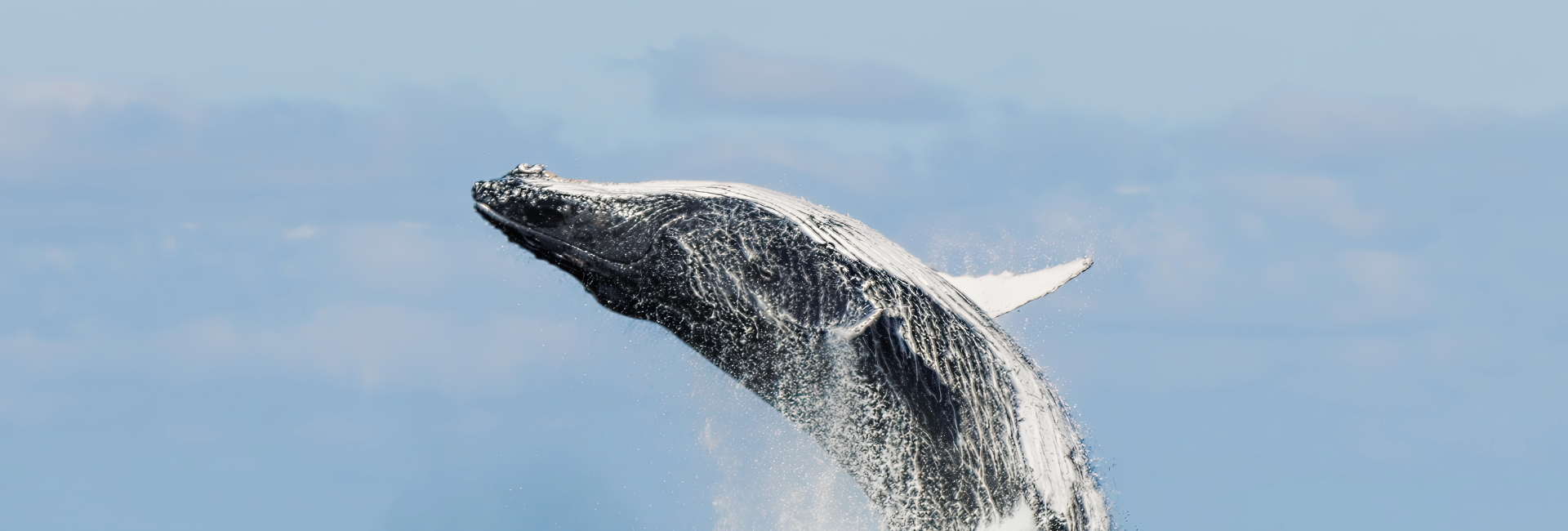 Whale Watching In Cabo San Lucas Mexico Tours 