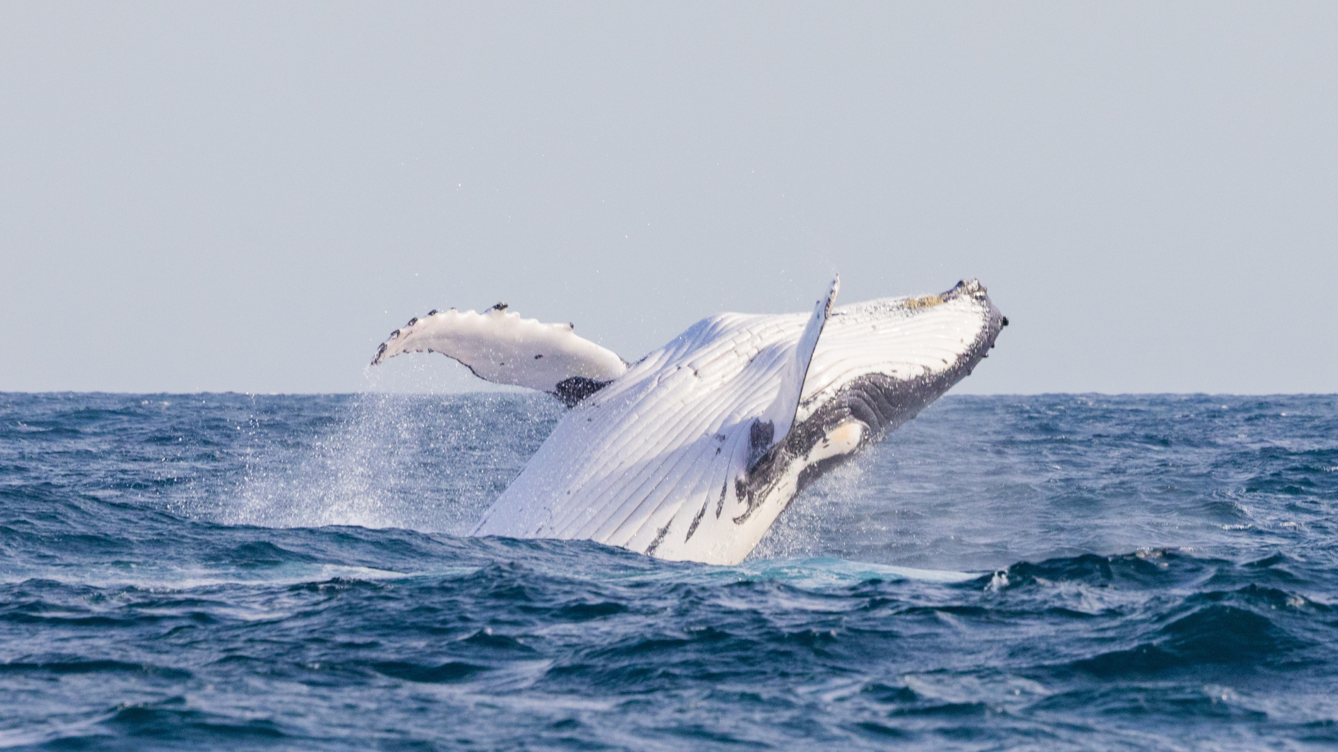 When Is Whale Watching Season in Cabo San Lucas?