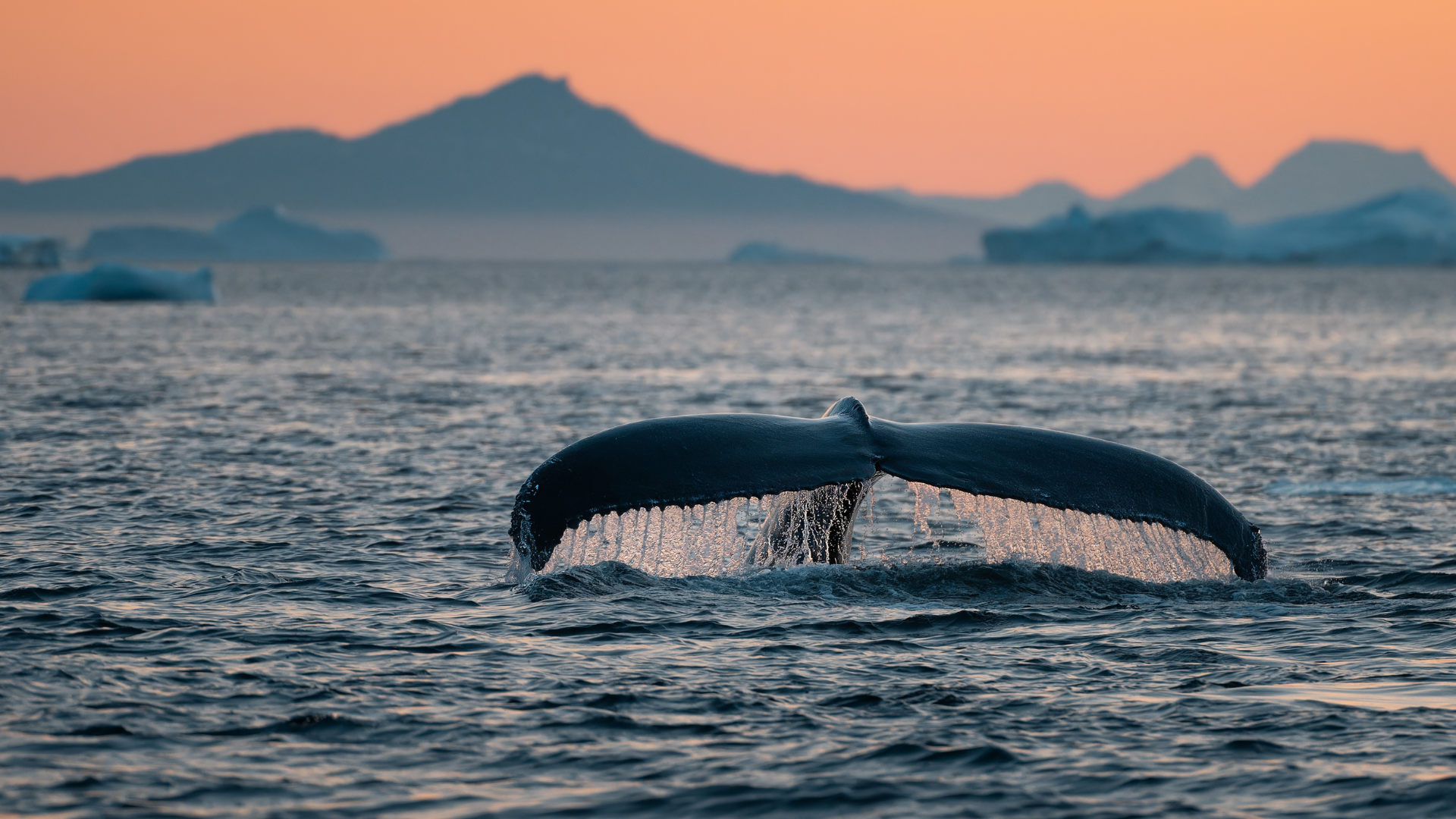 Whale Watching Tours In Cabo Mexico 