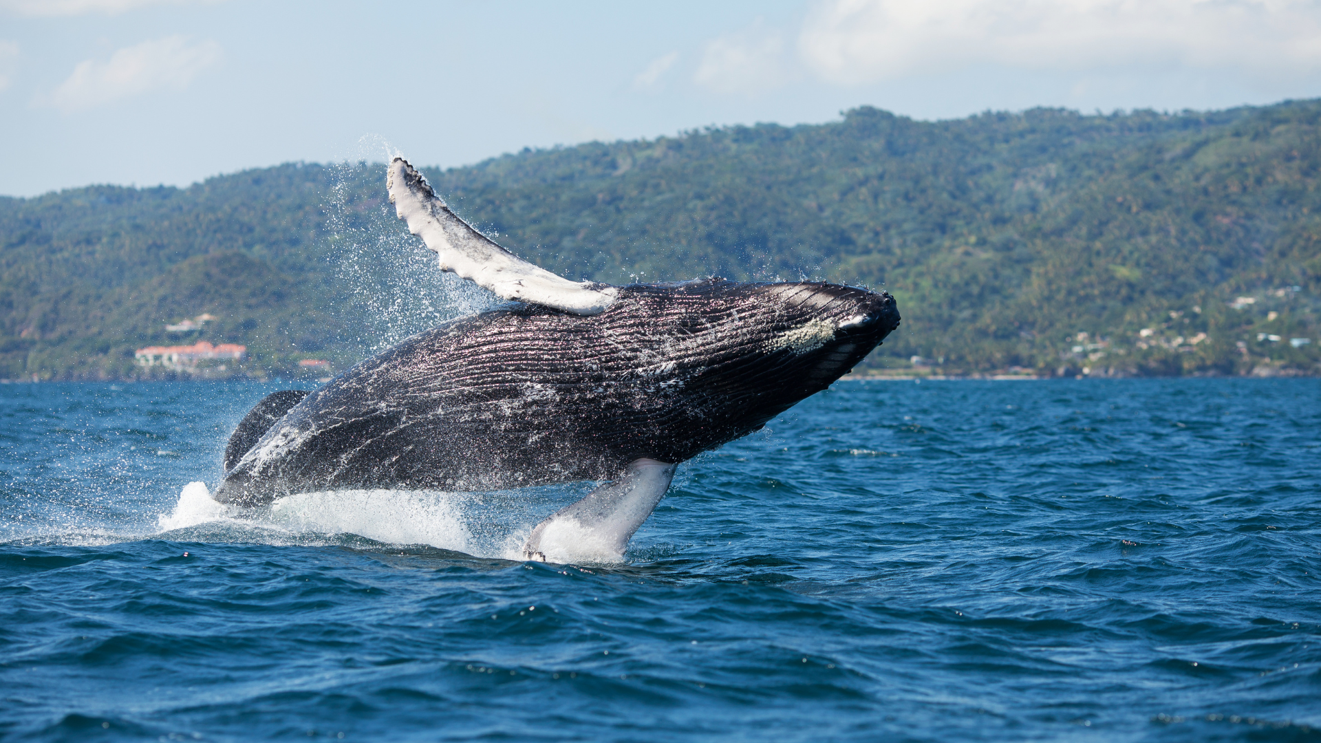 Nuevo Vallarta Whale Watching Tours