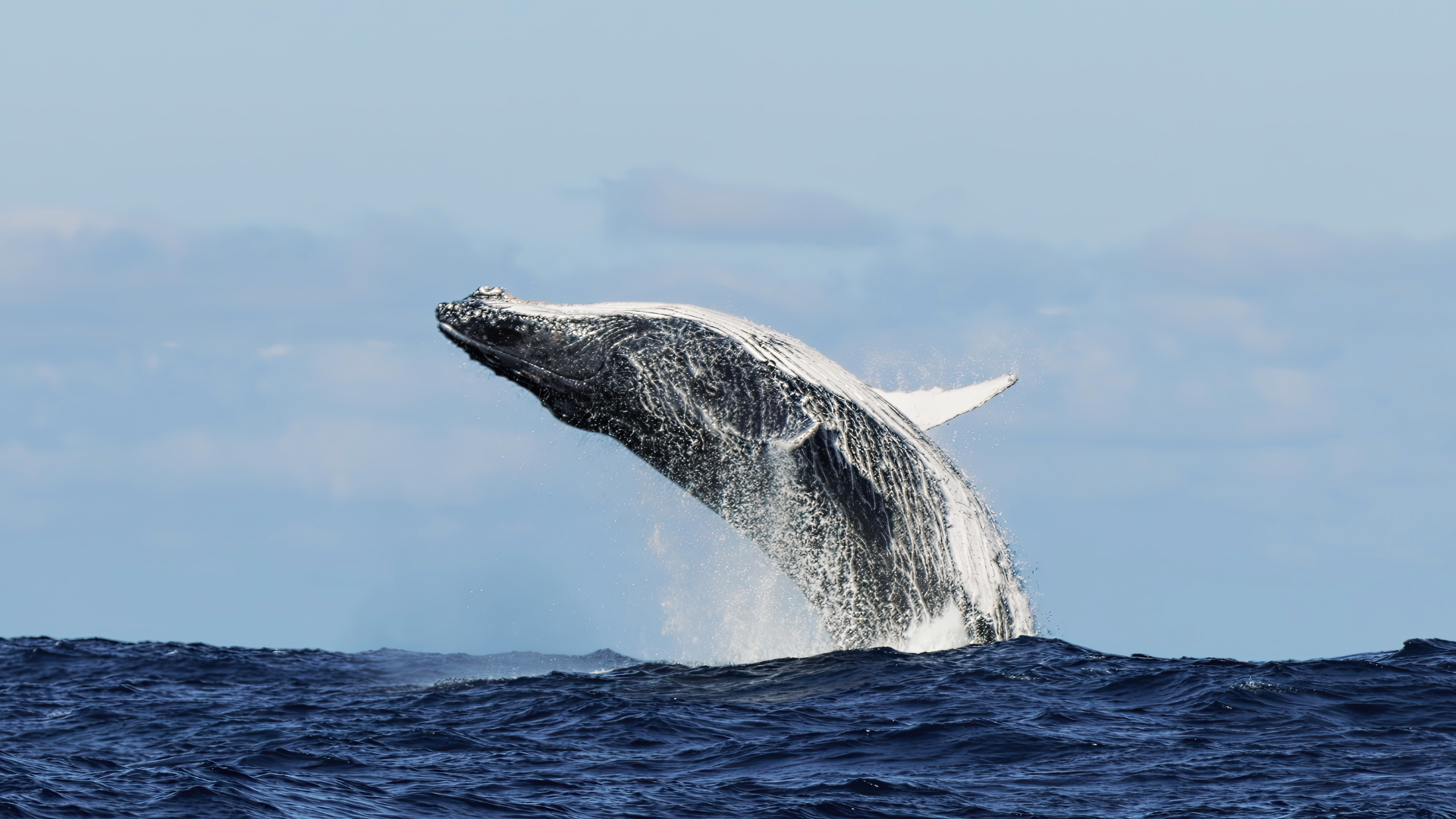 Whale Watching In Cabo San Lucas Mexico Tours 