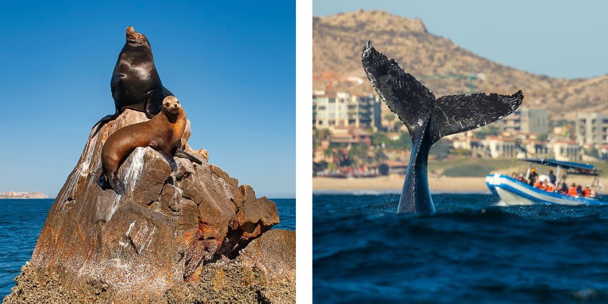 avistamiento de especies marinas en Los Cabos