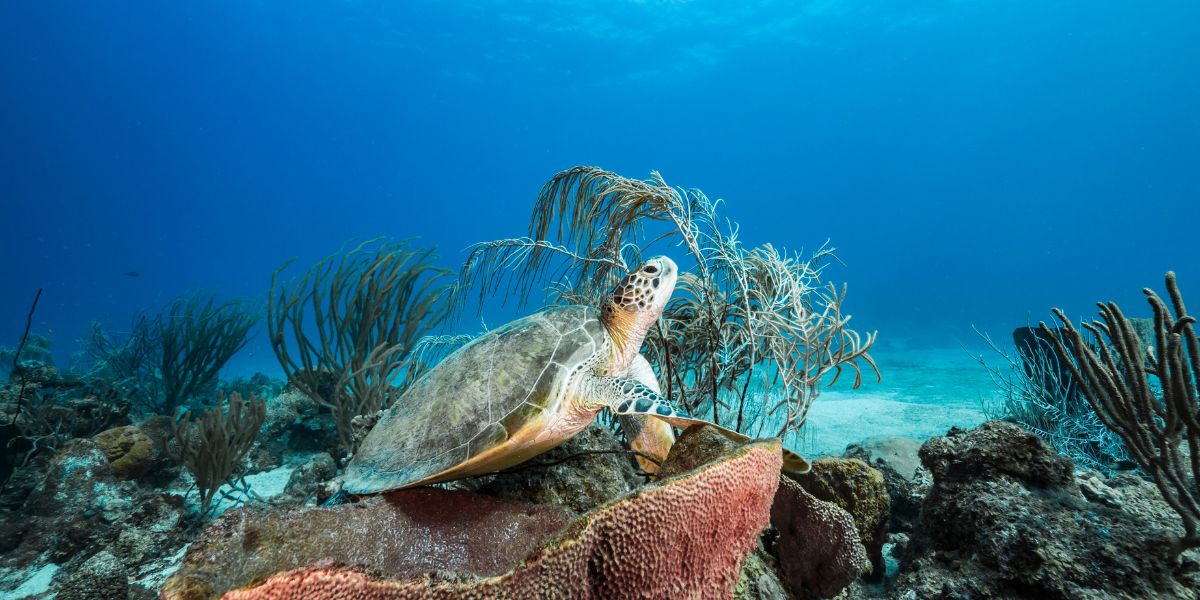 What marine species can I find in the Pacific?