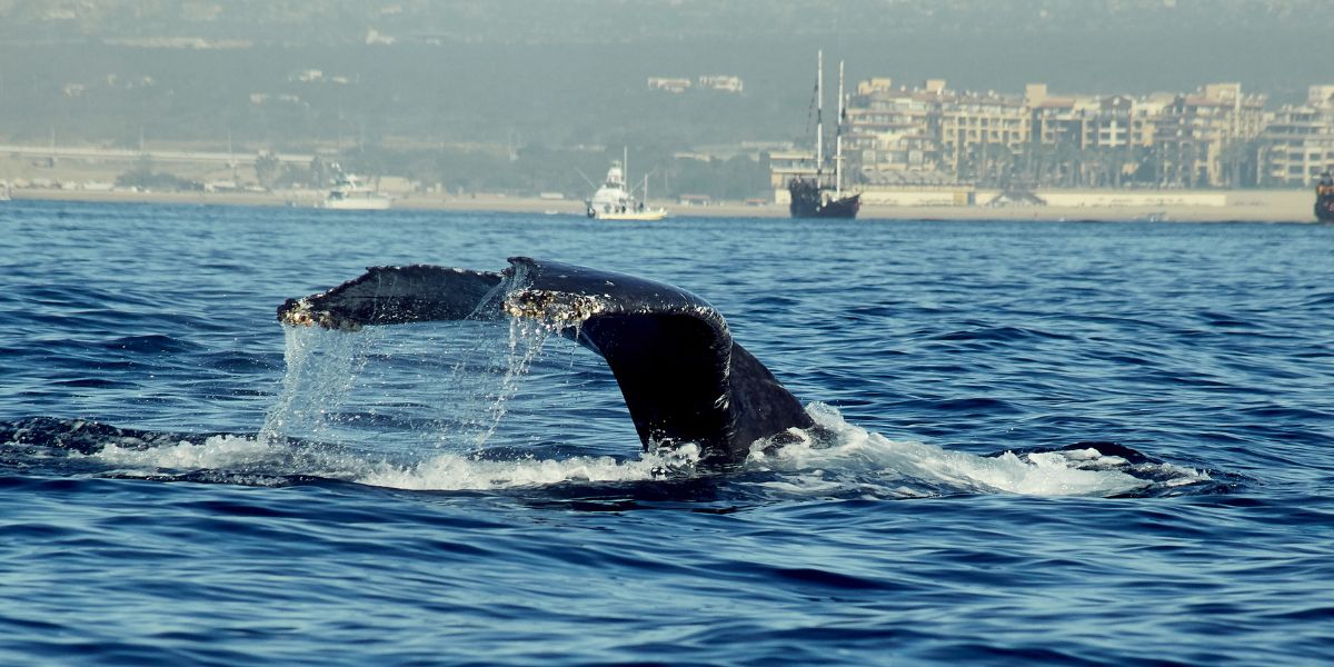 Whale watching in Los Cabos