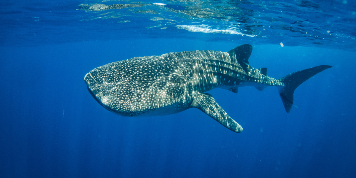 el tiburon ballena es agresivo