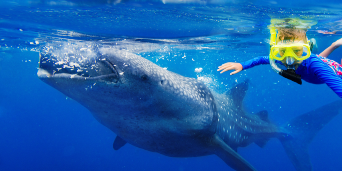 Tours de nado con tiburones en Los Cabos