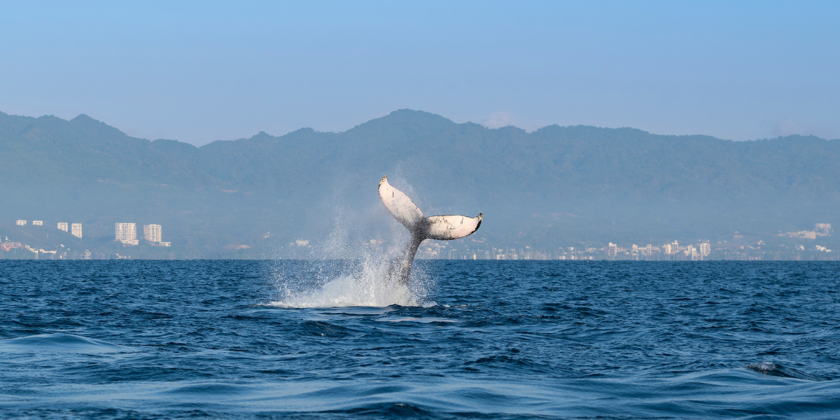 When is whale watching season in Puerto Vallarta Mexico?