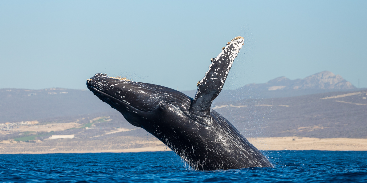 Up-close whale watching tours in Los Cabos
