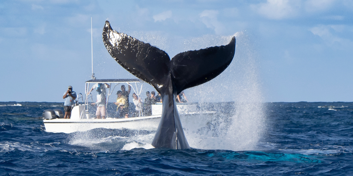 Experiencias de Avistamientos de Ballenas Ballena cerca de embarcacion turistica en el mar
