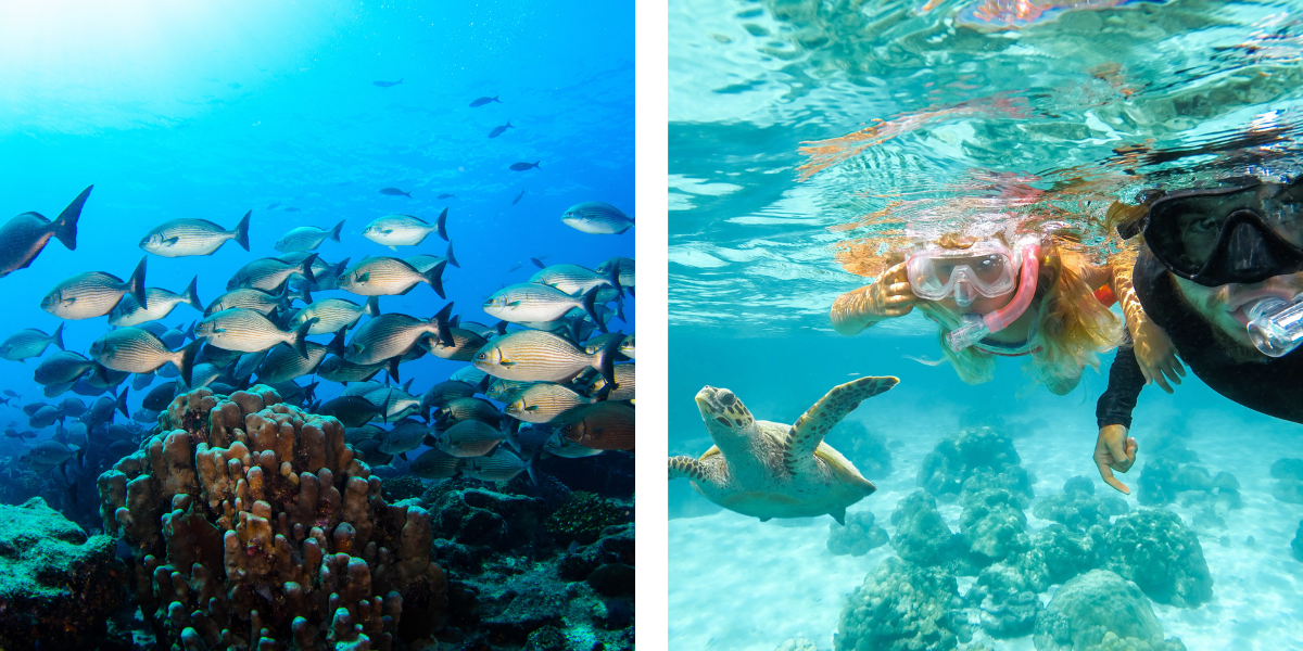 jovenes practicando snorkel en el mar de Los Cabos observando fauna marina