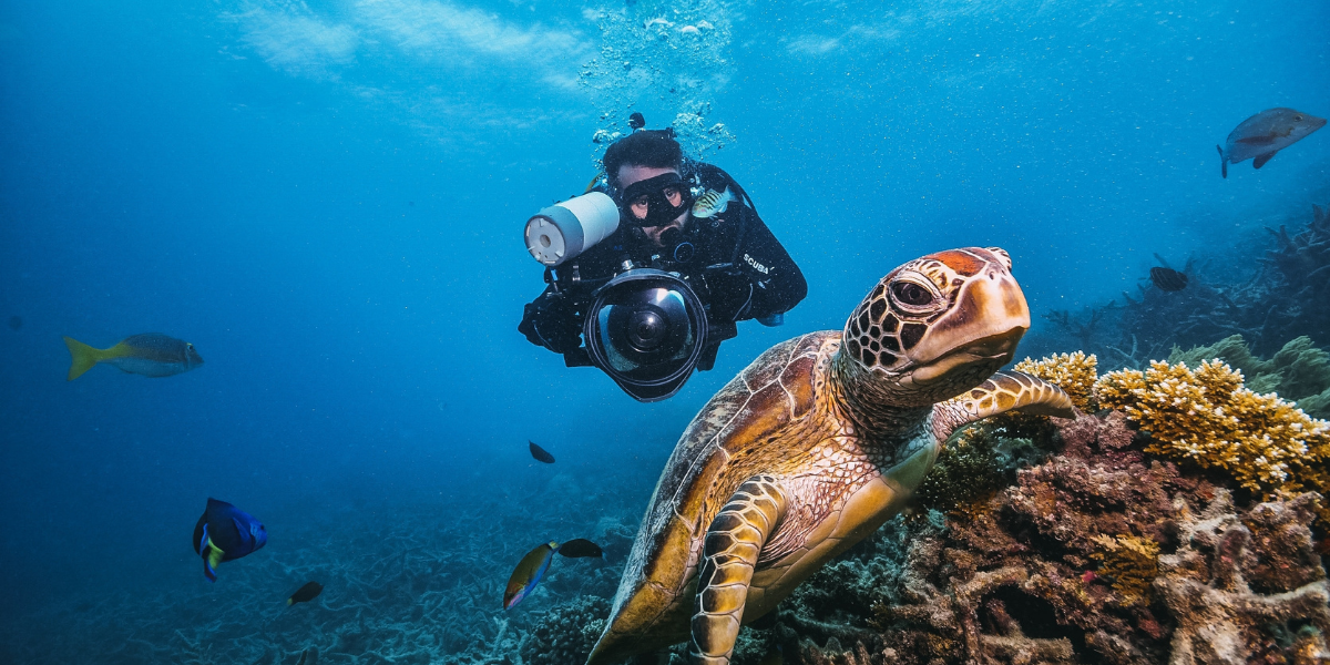 A person diving near a sea turtle