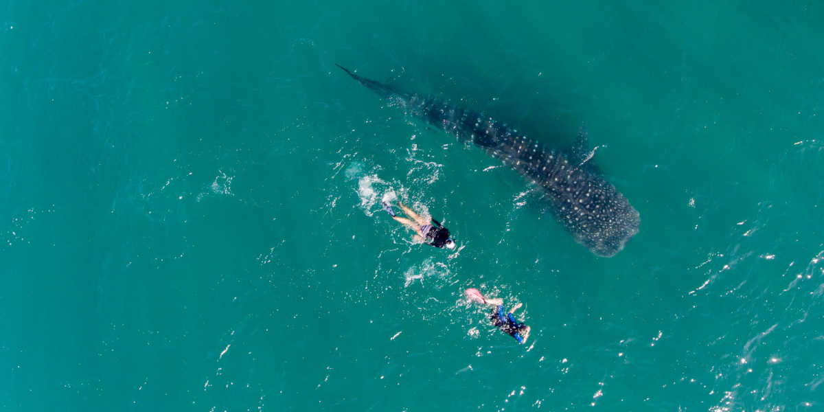 young woman swimming near a whale shark