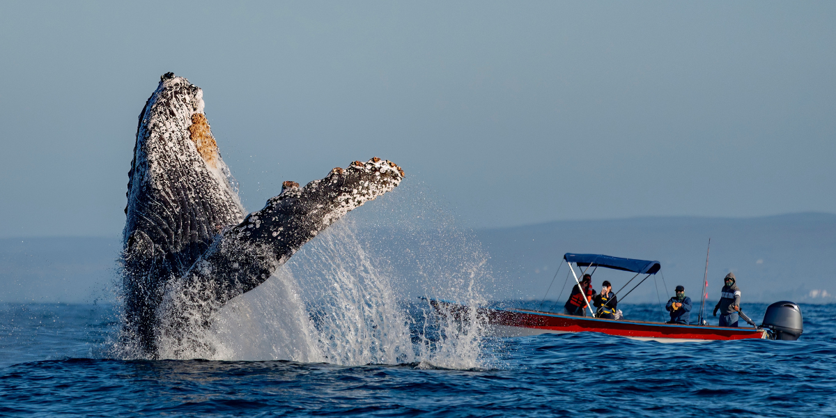 Whale Watching Tour Experiences